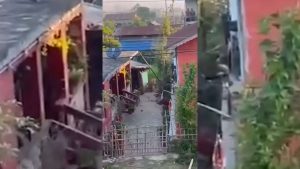 वस्तिमा पसेको बाघ नियन्त्रणको प्रयास जारी : तीन जना घाइते