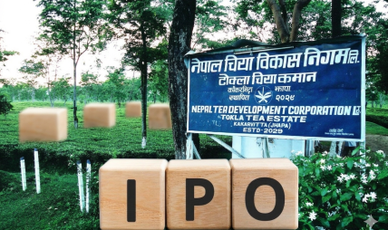 नेपाल चिया विकास निगमको सञ्चालन आम्दानी १ अर्ब माथि, आईपीओ निष्कासनको तयारी