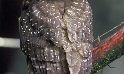 लाटोकोसेरो संरक्षणका लागि दाङमा पहिलोपटक उत्सव, अवैध व्यापार रोक्न जनचेतना अभियान