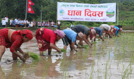 धान दिवसको रौनक र समर्थन मूल्यको सकस : किसानलाई राहत कि केवल सरकारी औपचारिकता ?