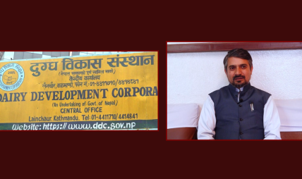 बालेनले याक चिज प्रचार गरेपछि बजारमा डीडीसीको चर्चा, नयाँ ब्रान्डिङको तयारी