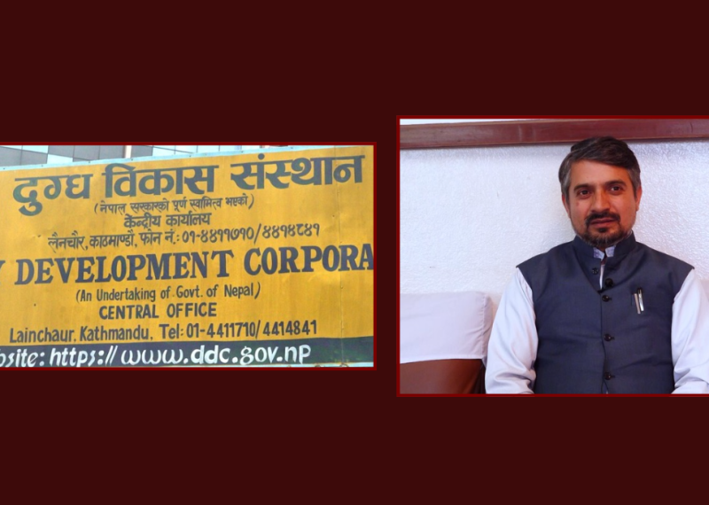 बालेनले याक चिज प्रचार गरेपछि बजारमा डीडीसीको चर्चा, नयाँ ब्रान्डिङको तयारी