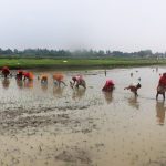 देशभर २४.९ प्रतिशत धान रोपाइँ, पर्याप्त वर्षा नहुँदा समस्या देशभर २४.९ प्रतिशत धान रोपाइँ, पर्याप्त वर्षा नहुँदा समस्या