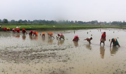देशभर २४.९ प्रतिशत धान रोपाइँ, पर्याप्त वर्षा नहुँदा समस्या देशभर २४.९ प्रतिशत धान रोपाइँ, पर्याप्त वर्षा नहुँदा समस्या