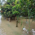 रौतहटका धान खेत जलाशयमा परिणत, किसान मर्कामा रौतहटका धान खेत जलाशयमा परिणत, किसान मर्कामा