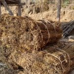 युवाले गाउँ छाडे, बहुउपयोगी जडिबुटी चिराइतो खेतीप्रति मोह घट्यो युवाले गाउँ छाडे, बहुउपयोगी जडिबुटी चिराइतो खेतीप्रति मोह घट्यो