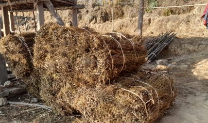 युवाले गाउँ छाडे, बहुउपयोगी जडिबुटी चिराइतो खेतीप्रति मोह घट्यो युवाले गाउँ छाडे, बहुउपयोगी जडिबुटी चिराइतो खेतीप्रति मोह घट्यो