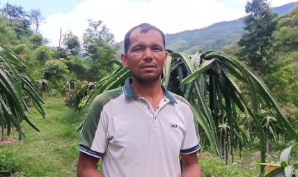 शिक्षक दिलबहादुरको कृषिकर्म : खोरियामा फुल्यो ‘ड्रागन’को सपना शिक्षक दिलबहादुरको कृषिकर्म : खोरियामा फुल्यो ‘ड्रागन’को सपना
